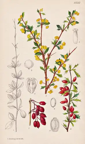 Berberis Tsarogensis. Tab 9332 - China / Pflanze Planzen plant plants / flower flowers Blume Blumen / botanica