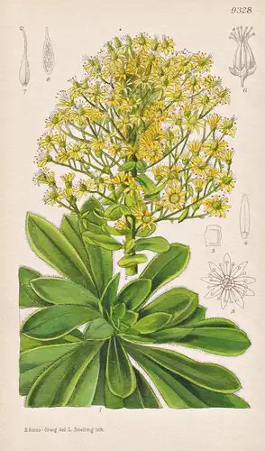 Aeonium Manriqueorum. Tab 9328 - Canary Islands Kanarische Inseln / Pflanze Planzen plant plants / flower flow