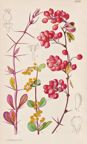 Berberis Jamesiana. Tab 9298 - China / Pflanze Planzen plant plants / flower flowers Blume Blumen / botanical