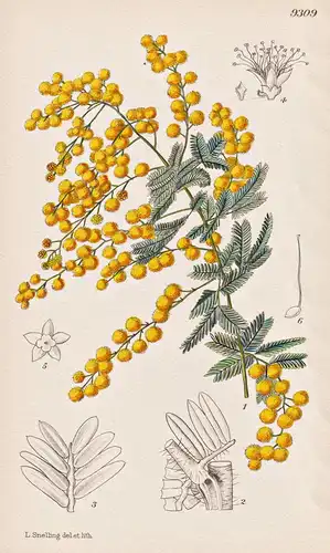 Acacia Baileyana. Tab 9309 - Australia Australien / Pflanze Planzen plant plants / flower flowers Blume Blumen