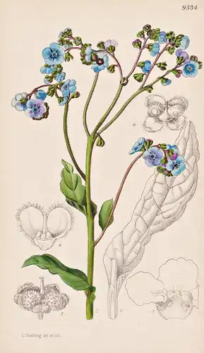 Cynoglossum Amabile. Tab 9334 - China / Pflanze Planzen plant plants / flower flowers Blume Blumen / botanical