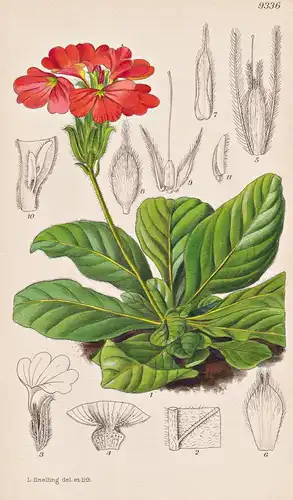 Crossandra Subacaulis. Tab 9336 - Africa Afrika / Pflanze Planzen plant plants / flower flowers Blume Blumen /