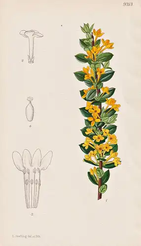 Daphne Aurantiaca. Tab 9313 - China / Pflanze Planzen plant plants / flower flowers Blume Blumen / botanical B