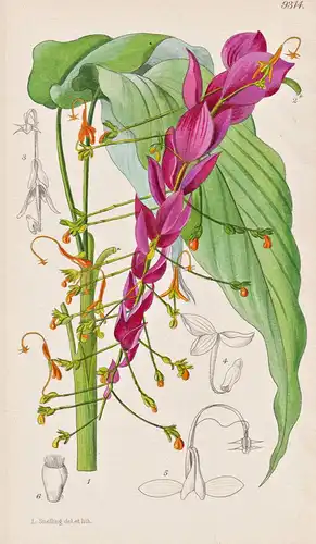 Globba Winitii. Tab 9314 - Thailand / Pflanze Planzen plant plants / flower flowers Blume Blumen / botanical B