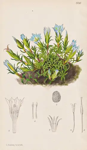 Gentiana Prolata. Tab 9311 - Himalaya / Pflanze Planzen plant plants / flower flowers Blume Blumen / botanical