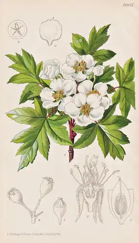 Eriolobus Trilobatus. Tab 9305 - Orient / Pflanze Planzen plant plants / flower flowers Blume Blumen / botanic