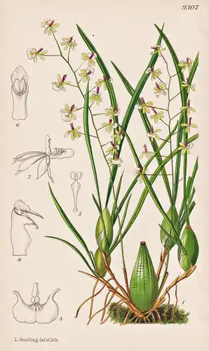 Sigmatostalix Radicans. Tab 9307 - Orchidee orchid / Brasil Brazil Brasilien / Pflanze Planzen plant plants /