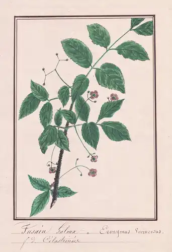 Fusain Galeux = Euonymus Verrucosus - Spindelstrauch Pfaffenhütchen / Botanik botany / Blume flower / Pflanze