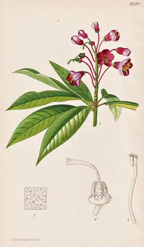 Rhododendron Genestierianum. Tab 9310 - Myanmar China / Pflanze Planzen plant plants / flower flowers Blume Bl