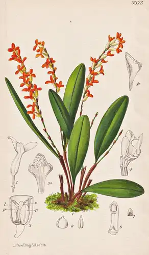 Physosiphon Lindleyi. Tab 9325 - Orchidee orchid / Mexico Mexiko / Pflanze Planzen plant plants / flower flowe