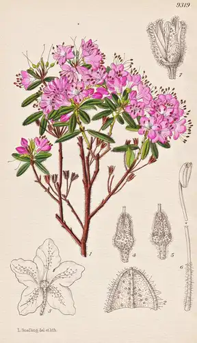 Rhododendron Pubescens. Tab 9319 - China / Pflanze Planzen plant plants / flower flowers Blume Blumen / botani