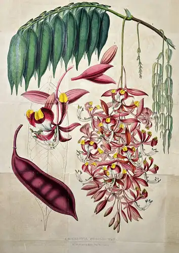 Amherstia Nobilis - Myanmar / Pflanze Planzen plant plants / flower flowers Blume Blumen / botanical Botanik b