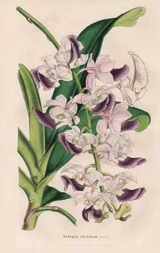 Aerides Crispum - Asia Asien / Blume flower flowers Blumen / Botanik botanical botany