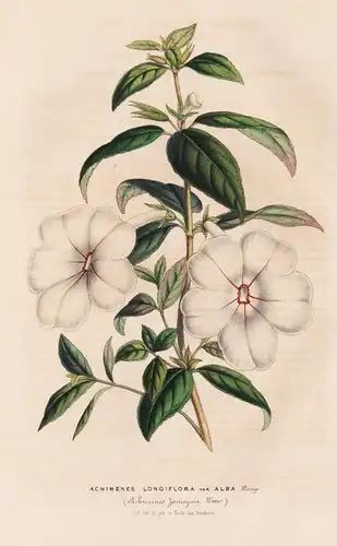 Achimenes Longiflora var Alba - Schiefteller widow's tears / Guatemala / Blume flower flowers Blumen / Botanik