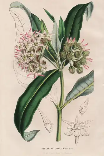 Asclepias Douglasii - North America Nordamerika / Blume flower flowers Blumen Botanik botanical botany