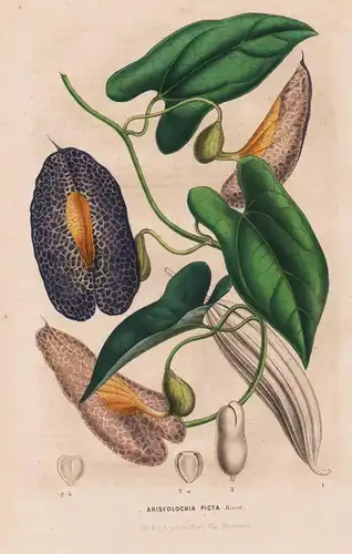 Aristolochia Picta - Venezuela / Blume flower flowers Blumen / Botanik botanical botany