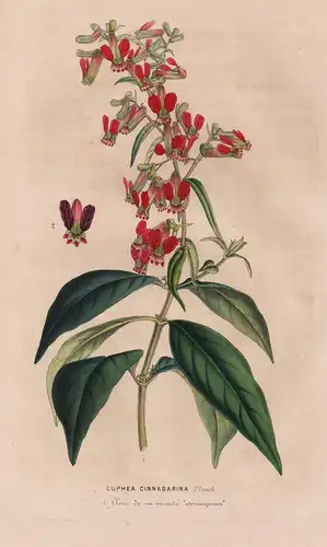 Cuphea Cinnabarina -  America Amerika / Blume flower flowers Blumen / Botanik botanical botany