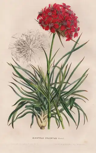 Dianthus Cruentus - Balkans / Blume flower flowers Blumen / Botanik botanical botany