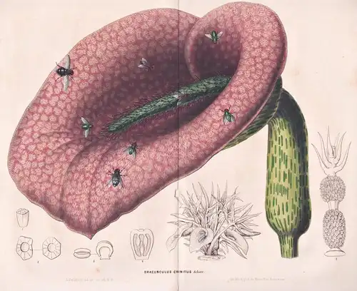 Dracunculus Crinitus - flower flowers Blume / Botanik Botanical Botany