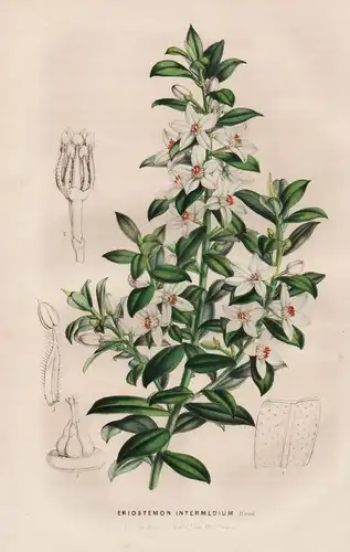 Eriostemon Intermedium - Australia Australien / Blume flower flowers Blumen / Botanik botanical botany
