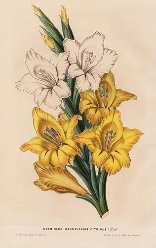 Gladiolus Gandavensis Citrinus - Gladiole Schwertblume / Blume flower flowers Blumen Botanik botanical botany
