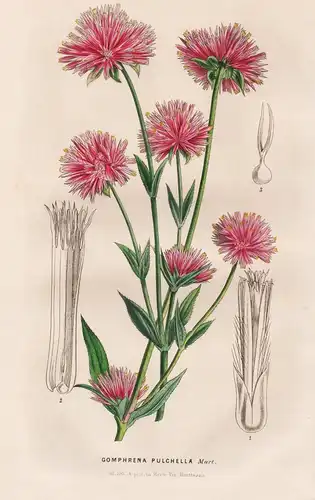 Gomphrena Pulchella - Australia Australien / Blume flower flowers Blumen / Botanik botanical botany