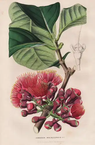 Iambosa Malaccensis - Malaysia / Flower flowers Blume Blumen Botanik Botanical Botany