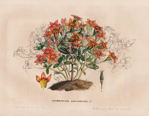 Grammanthes Gentianoides - Blume flower flowers Blumen / Botanik botanical botany