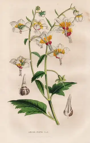 Loasa Picta - Peru / Blume flower flowers Blumen / Botanik botanical botany