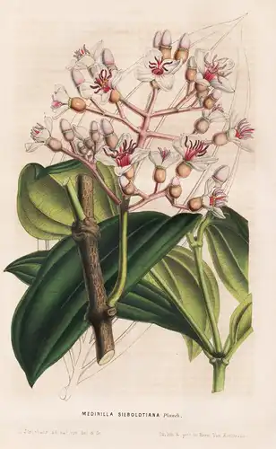 Medinilla Sieboldtiana - Java / Blume flower flowers Blumen / Botanik botanical botany