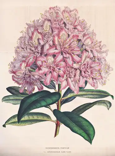Rhododendron Ponticum - Himalaya / flower flowers Blume / Botanik Botanical Botany