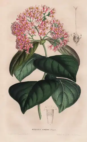 Rogiera Amoena - Guatemala / Blume flower flowers Blumen / Botanik botanical botany