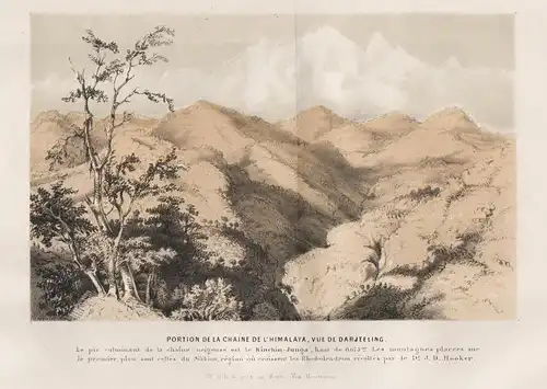 Portion de La Chaine de L'Himalaya, Vue de Darjeeling - Darjeeling / Himalaya India Indien / Botanik botanical