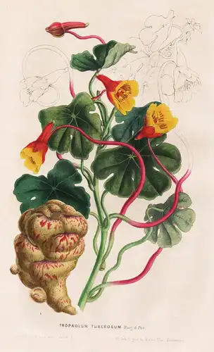 Tropaeolum Tuberosum - South America Südamerika / Blume flower flowers Blumen / Botanik botanical botany