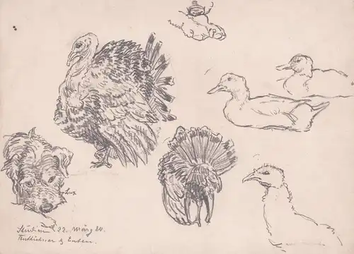 Truthühner und Enten - Hund dog Turkeys ducks