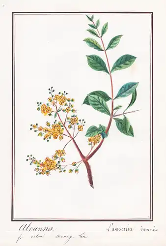 Alcanna / Lawsonia inermis - Hennastrauch hina Henna tree / Botanik botany / Blume flower / Pflanze plant
