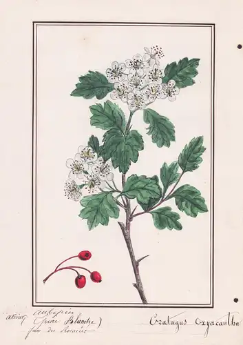 Alisier aubepin (Epine Blanche) / Crataegus Oxyacantha - Zweigriffeliger Weißdorn Midland hawthorn / Botanik b