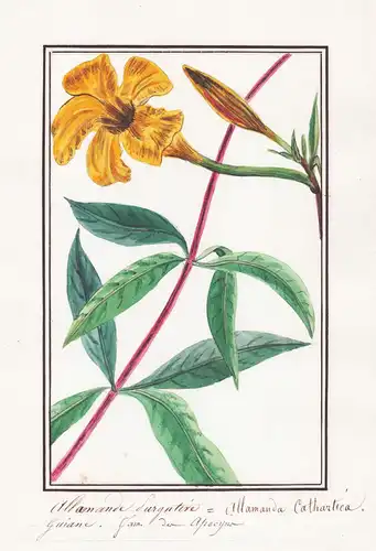 Allamande purgative / Allamanda cathartica - Goldtrompete jazmín de Cuba / Botanik botany / Blume flower / Pfl