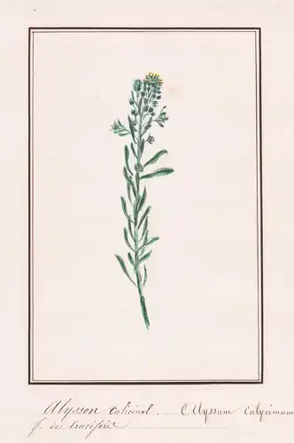 Alysson calicinal / Alyssum calycimum - Kelch-Steinkraut pale madwort / Botanik botany / Blume flower / Pflanz