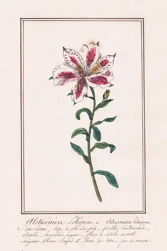 Alstroemere pelegrine / Alstroemeria pelegrina - Peruvian lily / Peru / South America Südamerika / Botanik bot