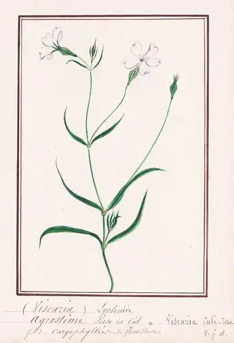 Viscaria Lychnide / Agrosteme Rose du Ciel = Viscaria Coeli-Rosa - Pechnelke ticky catchfly / Botanik botany /