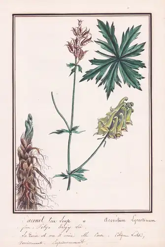 L'Aconit tue Loup / Aconitum Lycoctonum - Eisenhut monkshood aconite / Botanik botany / Blume flower / Pflanze