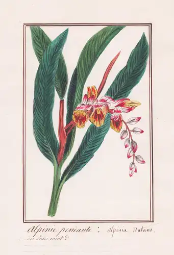 Alpinie pendante / Alpinia nutans - shellflower / Botanik botany / Blume flower / Pflanze plant