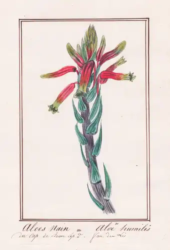 Aloes Main / Aloe humilis - spider aloe / Botanik botany / Blume flower / Pflanze plant