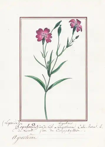 (Lychnide) Coquelourde Rose du Ciel = Agrostema Lychnis Coeli-Rosa L. - Kornrade corn-cockle / Botanik botany