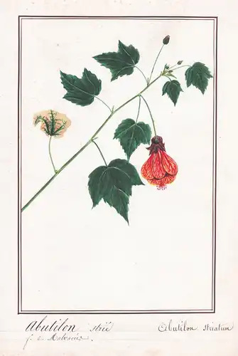 Abutilon strié / Abutilon striatum - Brazil Argentina Paraguay / South America / Botanik botany / Blume flower
