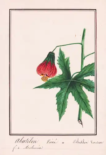 Abutilon Veiné / Abutilon Venosum - Botanik botany / Blume flower / Pflanze plant