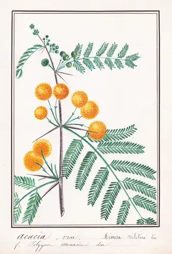 Acacia urai / Mimosa nilotica - Vachellia nilotica Botanik botany / Blume flower / Pflanze plant