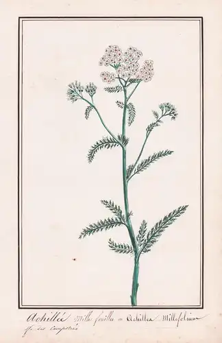 Achille mille feuilles / Achillea Millefolium - Schafgarbe yarrow / Botanik botany / Blume flower / Pflanze pl