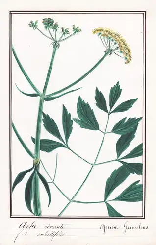 Ache odorante / Apium Graveolens - Sellerie celery / Botanik botany / Blume flower / Pflanze plant